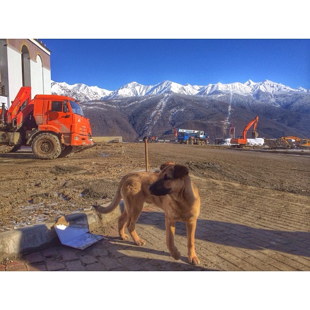 Countless stray dogs wander around #Sochi. This one was outside Olympic Park, though, in a Mountain Cluster construction zone.