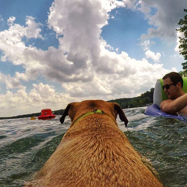 The GoPro dog harness, a new lake staple. #tbt #walt #memorialday